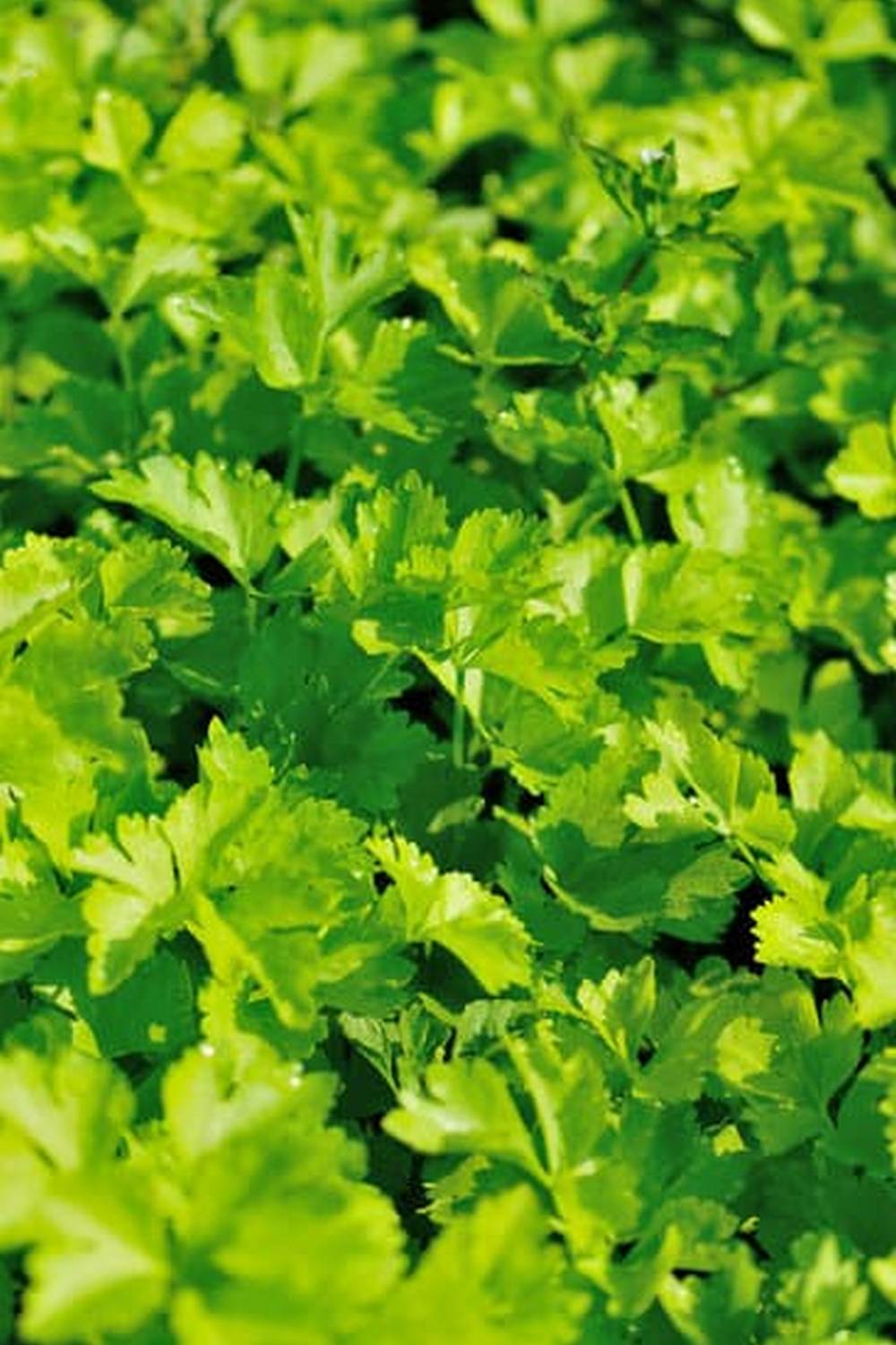 Thriving vegetable garden in Texas Panhandle, showcasing diverse crops and successful gardening techniques