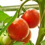 Arizona vegetable gardening calendar highlighting optimal growing seasons and plant varieties for local climate