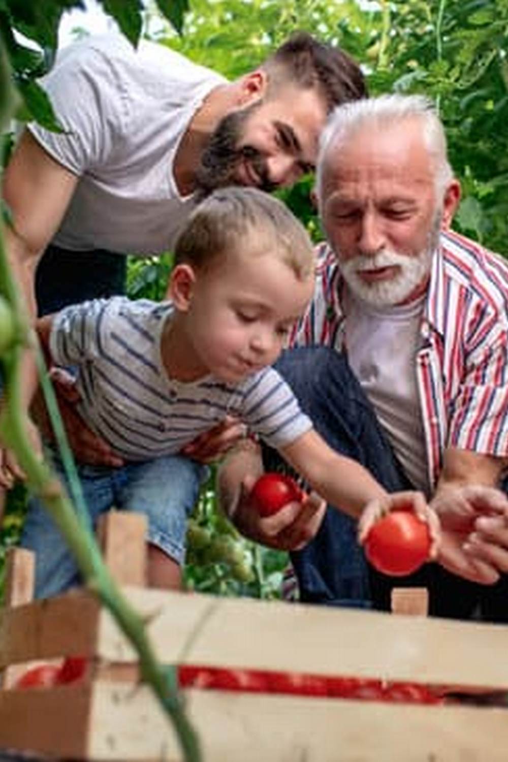 A Guide to the Best Picks for Your Garden