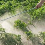 Thriving vegetable garden on a sloping hillside, maximizing sun exposure and overcoming erosion challenges