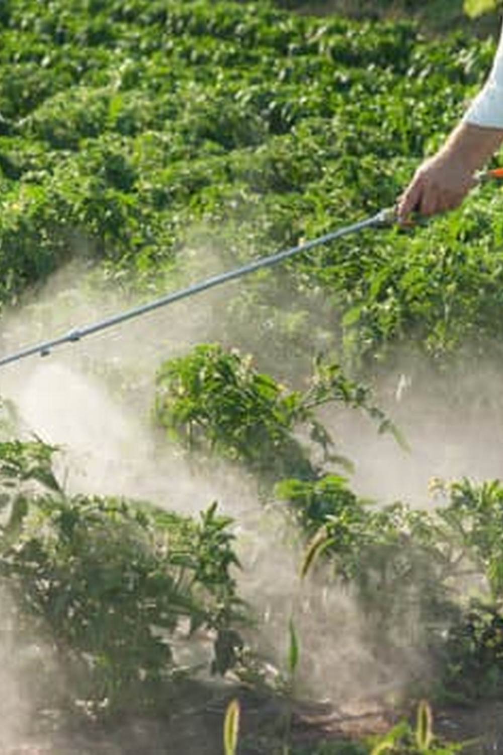 Thriving vegetable garden on a sloping hillside, maximizing sun exposure and overcoming erosion challenges