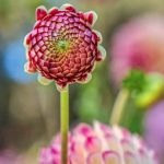 Colorful patches of wildflowers interspersed with vegetables in garden