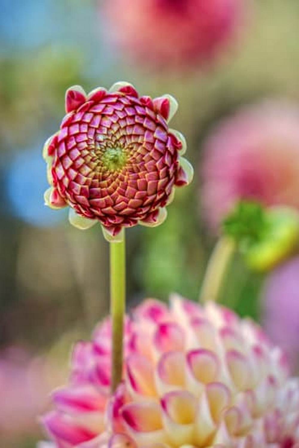 Colorful patches of wildflowers interspersed with vegetables in garden