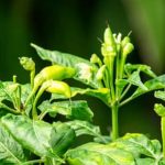 Small Vegetable Gardens Layouts Compact and Efficient Small Vegetable Gardens Layouts for Limited Spaces