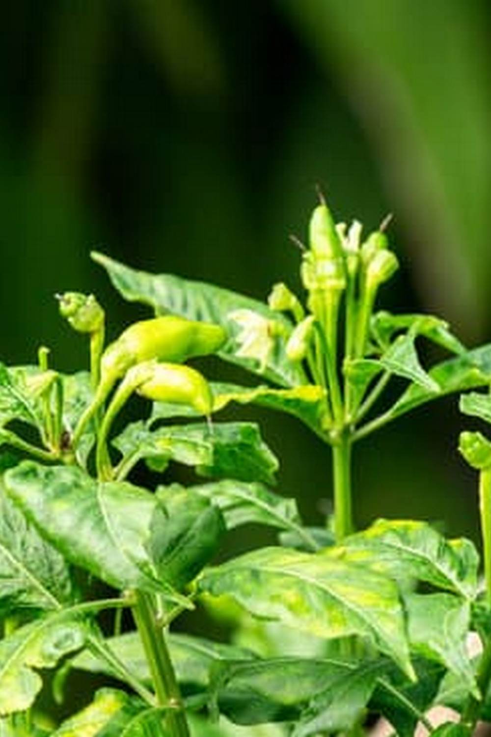 Compact and Efficient Small Vegetable Gardens Layouts for Limited Spaces