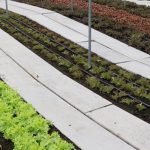 Explore unique gardening tips and tricks on Creative Vegetable Gardener Blog for a creative green thumb experience