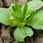 Rubber mulch for vegetable gardens provides weed control and moisture retention benefits