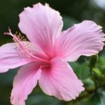 A sustainable approach to growing diverse, perennial food crops