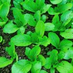 Nutrient-rich soil for successful vegetable gardening. VEGETABLE GARDENING SOIL is key to bountiful harvests