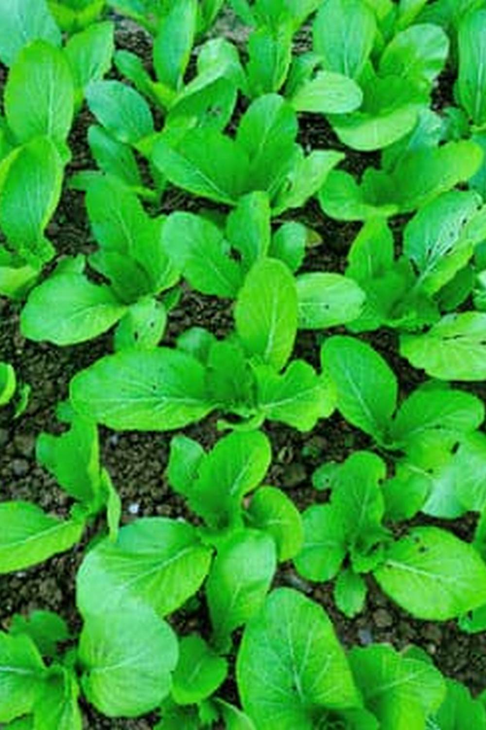 Nutrient-rich soil for successful vegetable gardening. VEGETABLE GARDENING SOIL is key to bountiful harvests