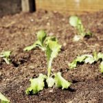 Safe and Effective Solution for Garden Pest Control