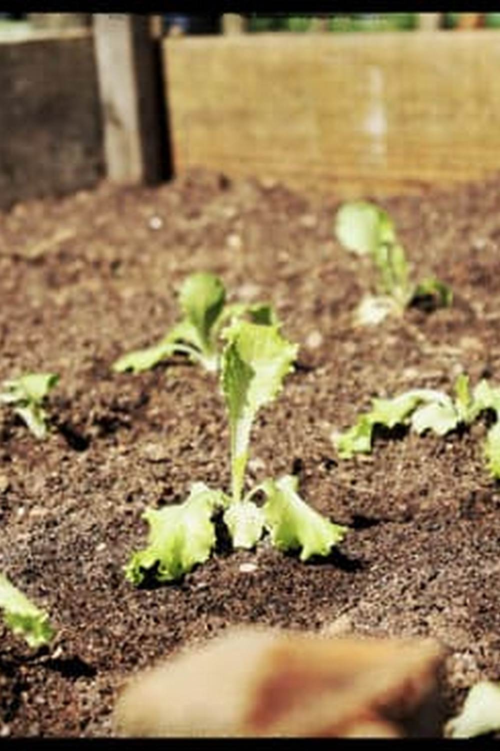 Safe and Effective Solution for Garden Pest Control