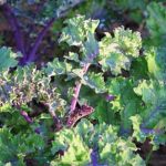 Killing Nutgrass in Vegetable Gardens natural remedies and chemical solutions