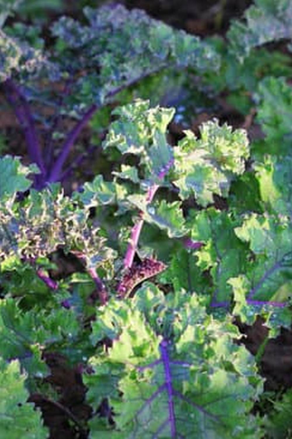 natural remedies and chemical solutions