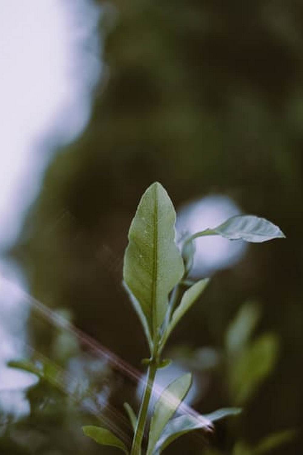 GARDENING 101 VEGETABLES - tips, techniques, and best starter plants