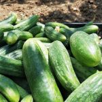 Container gardening with a variety of vegetables - beautiful and sustainable