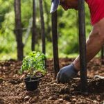 How Deep Do Raised Vegetable Gardens Need to Be - Ensure soil depth meets plant root requirements