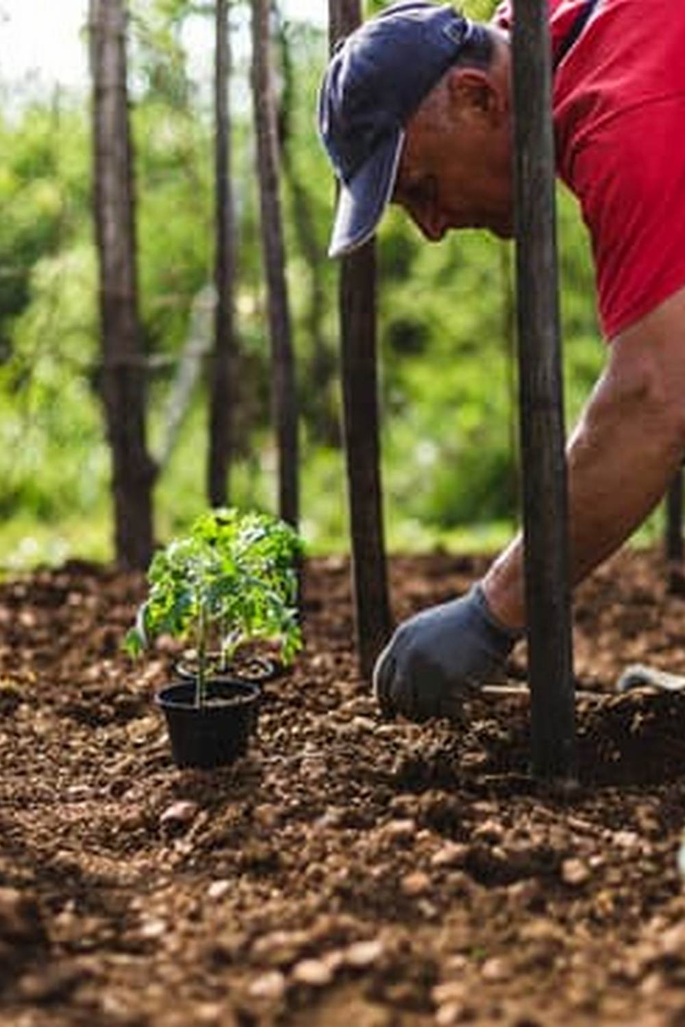 How Deep Do Raised Vegetable Gardens Need to Be - Ensure soil depth meets plant root requirements