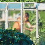 A Guide to Growing Your Own Veggies in the Desert Climate