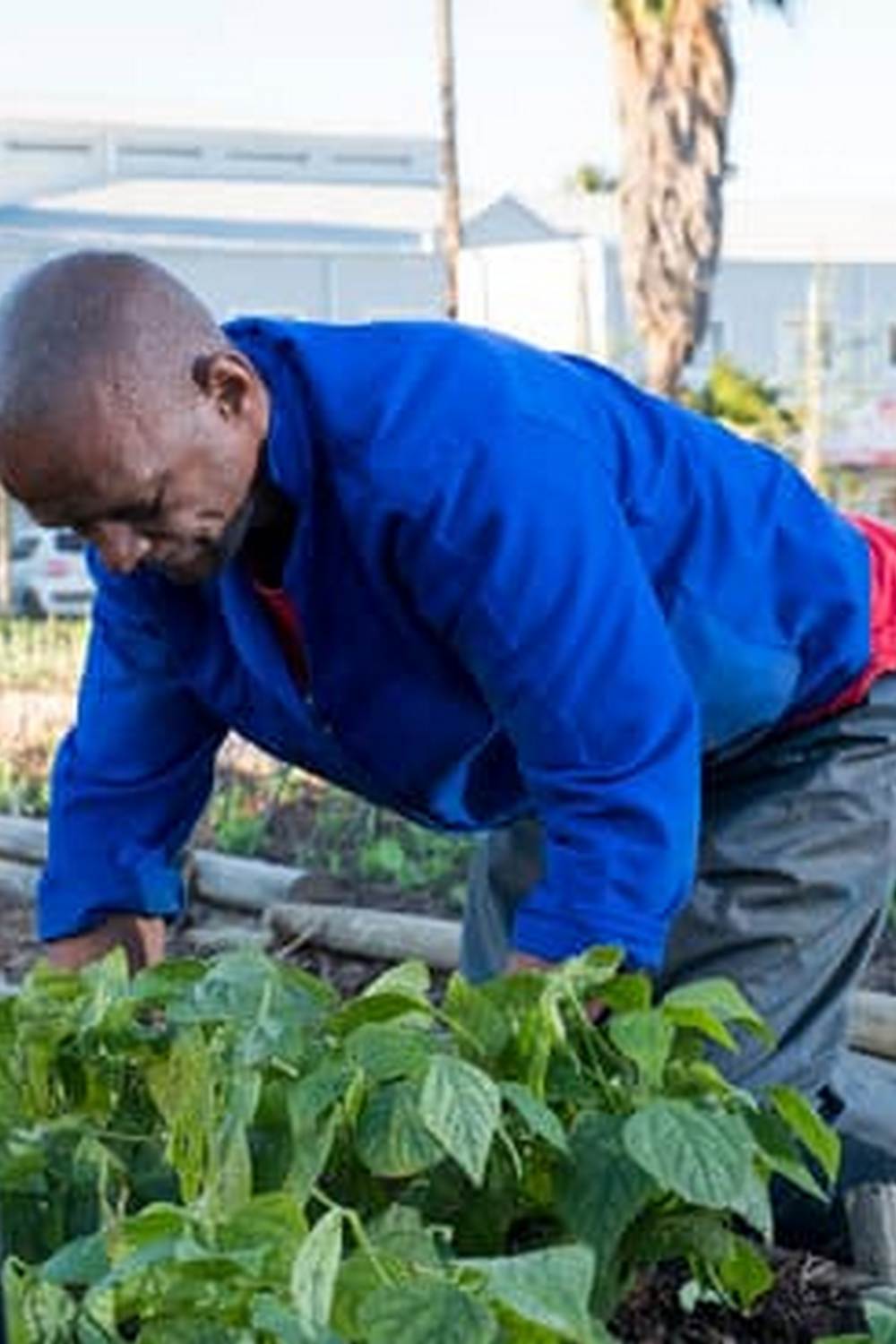 Growing High-Yield Crops in Small Spaces