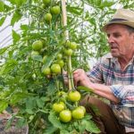 Organic Fertilizer for Vegetable Gardens Lowes High-quality organic fertilizer for vegetable gardens available at Lowes - perfect for natural, healthy growth