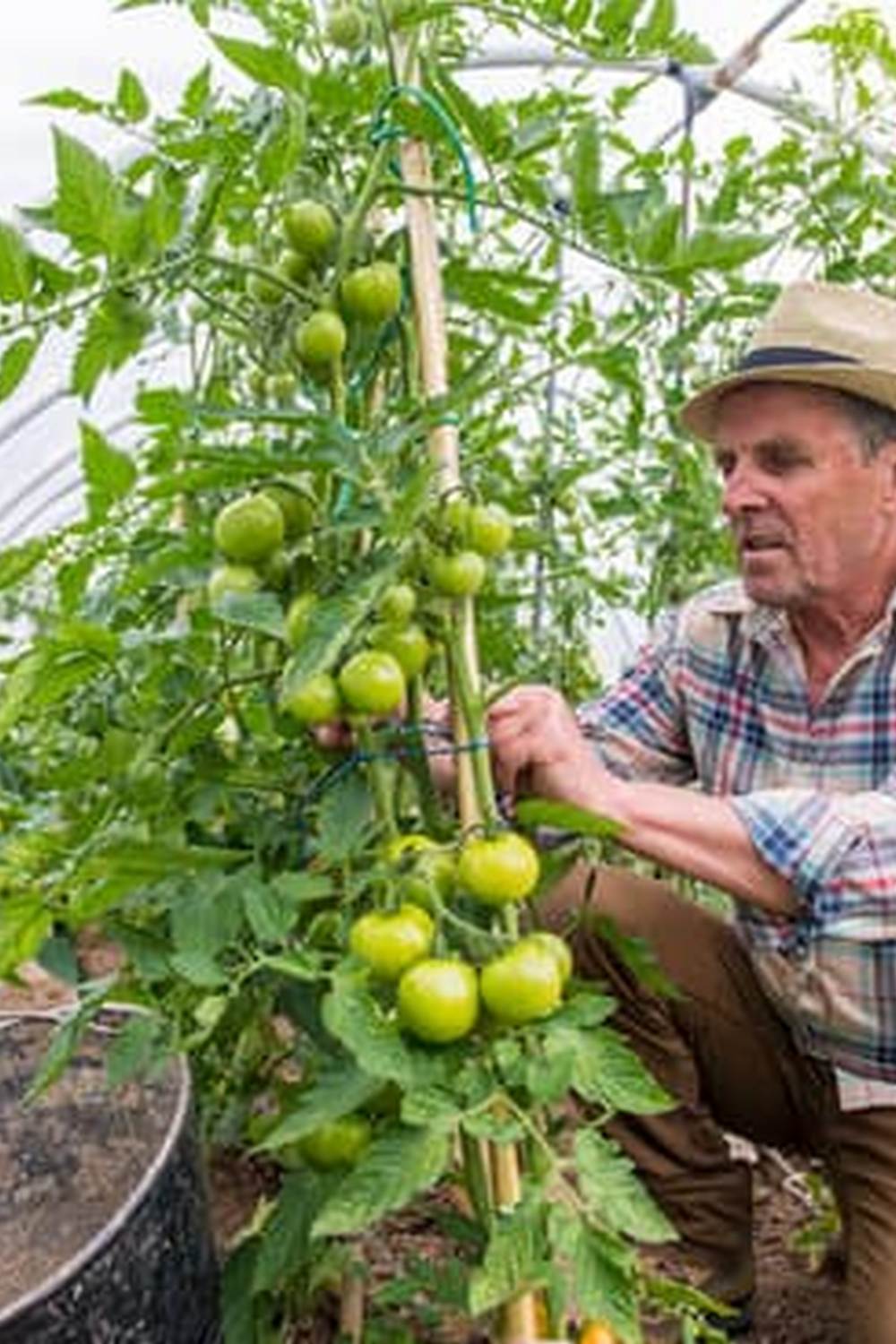 High-quality organic fertilizer for vegetable gardens available at Lowes - perfect for natural, healthy growth