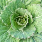 Enhance your vegetable garden with creative wine barrel gardening, perfect for urban spaces