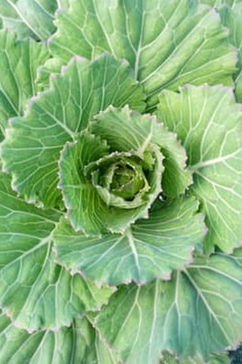 Enhance your vegetable garden with creative wine barrel gardening, perfect for urban spaces