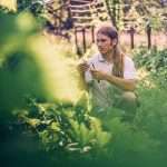Serene willow tree and thriving vegetable gardens in a peaceful setting