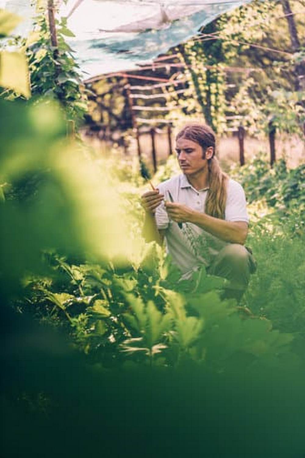 Willow Tree and Vegetable Gardens 1 Serene willow tree and thriving vegetable gardens in a peaceful setting