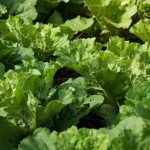 Vegetable Gardens in Tubs - Compact and Convenient Urban Gardening Solution