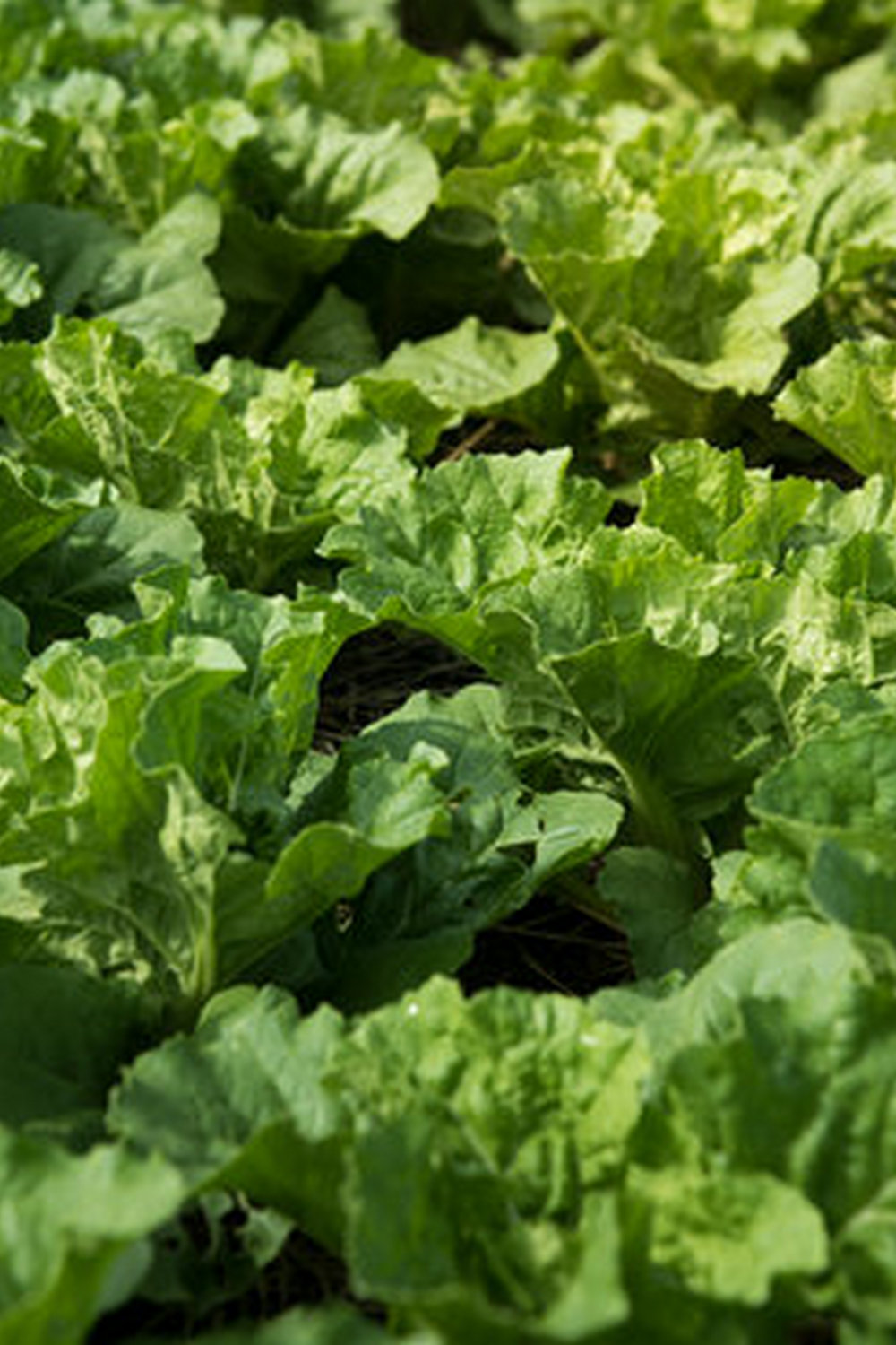 Vegetable Gardens in Tubs - Compact and Convenient Urban Gardening Solution