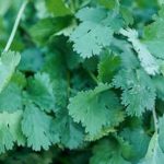 Is Cca Treated Pine Safe for Vegetable Gardens CCA treated pine for vegetable gardens