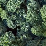 Vegetable Gardening in Coastal Northern California