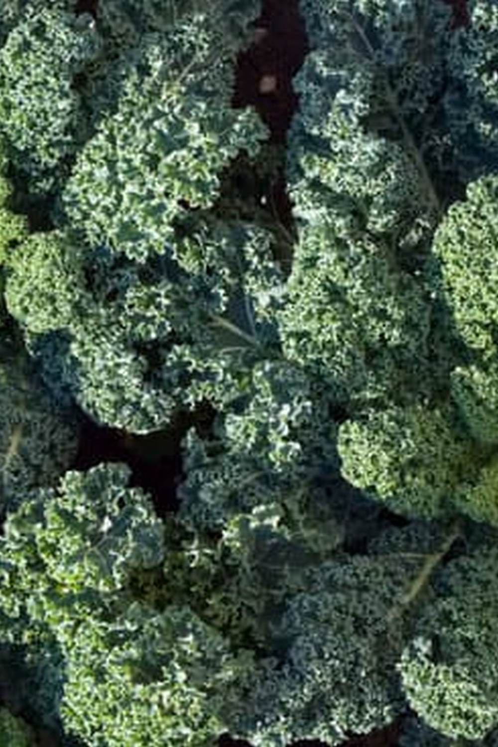 Vegetable Gardening in Coastal Northern California