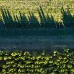 Beautiful fusion of concrete and vegetable gardening, creating a unique urban oasis