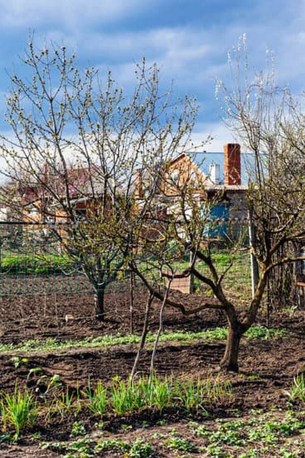 sustainable irrigation for a thriving organic harvest