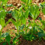 maximizing space, tips for success, and choosing the right vegetables