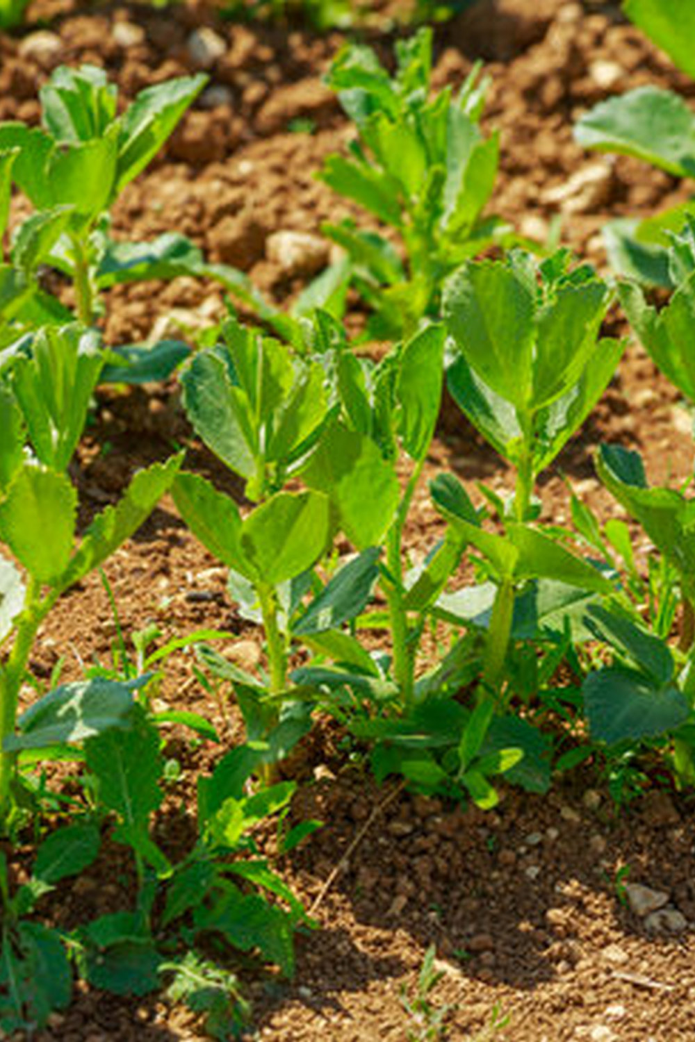 maximizing space, tips for success, and choosing the right vegetables