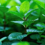 Sturdy raised bed frames for building protecting for raised vegetable gardens