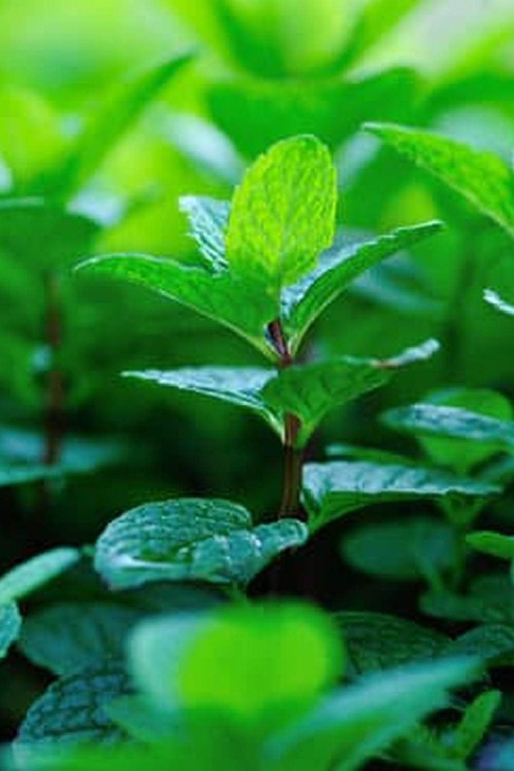 Sturdy raised bed frames for building protecting for raised vegetable gardens