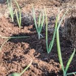 Effective use of lime in vegetable gardens for healthier plants and higher yields