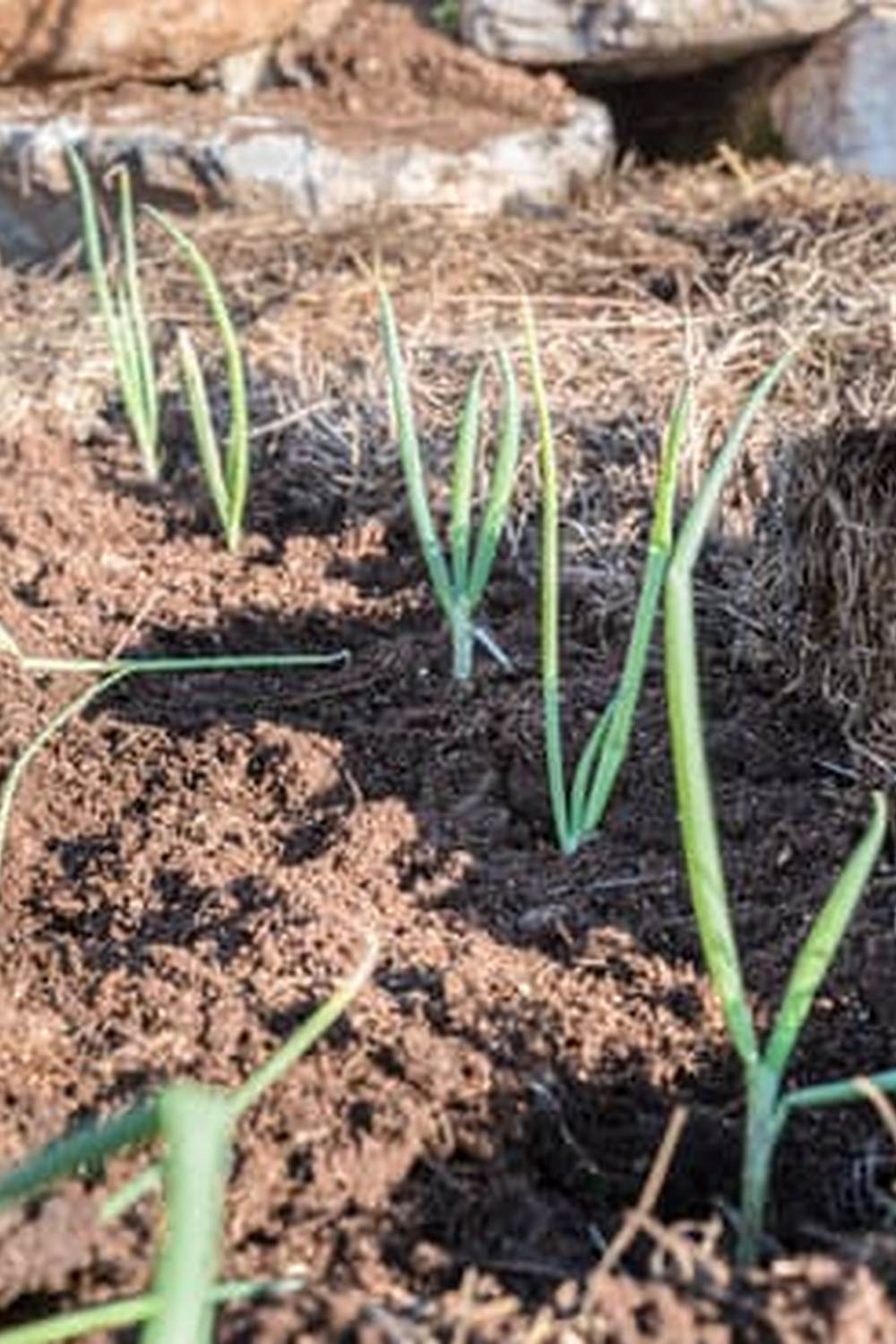 Effective use of lime in vegetable gardens for healthier plants and higher yields