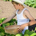 USDA urging registration of vegetable gardens for better tracking and support of local agriculture efforts