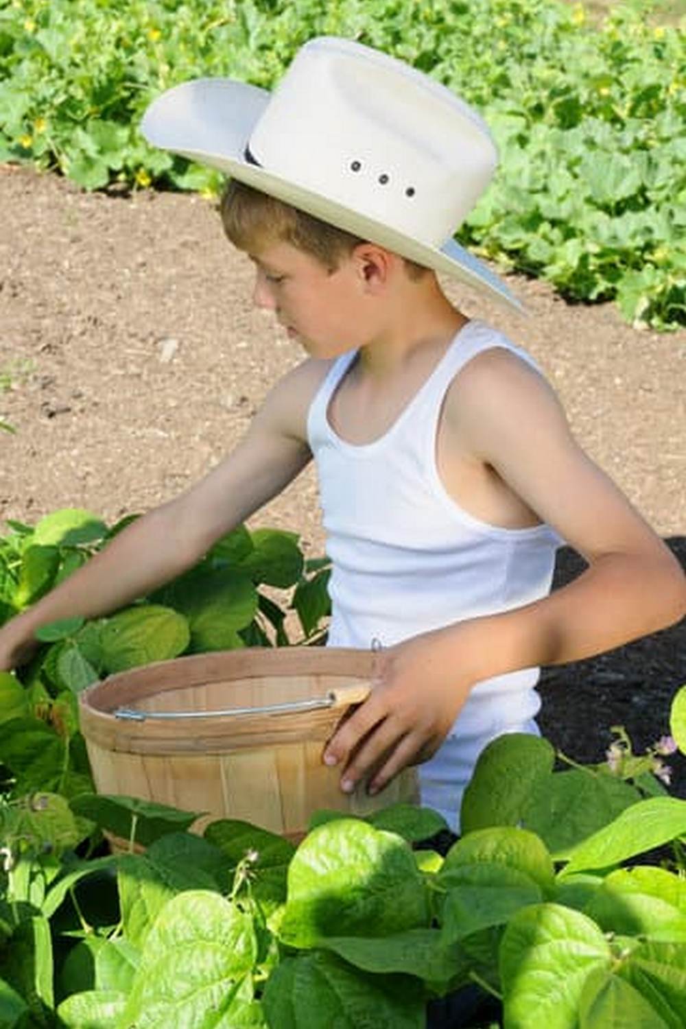 USDA urging registration of vegetable gardens for better tracking and support of local agriculture efforts