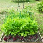 How to grow fresh produce in limited outdoor space