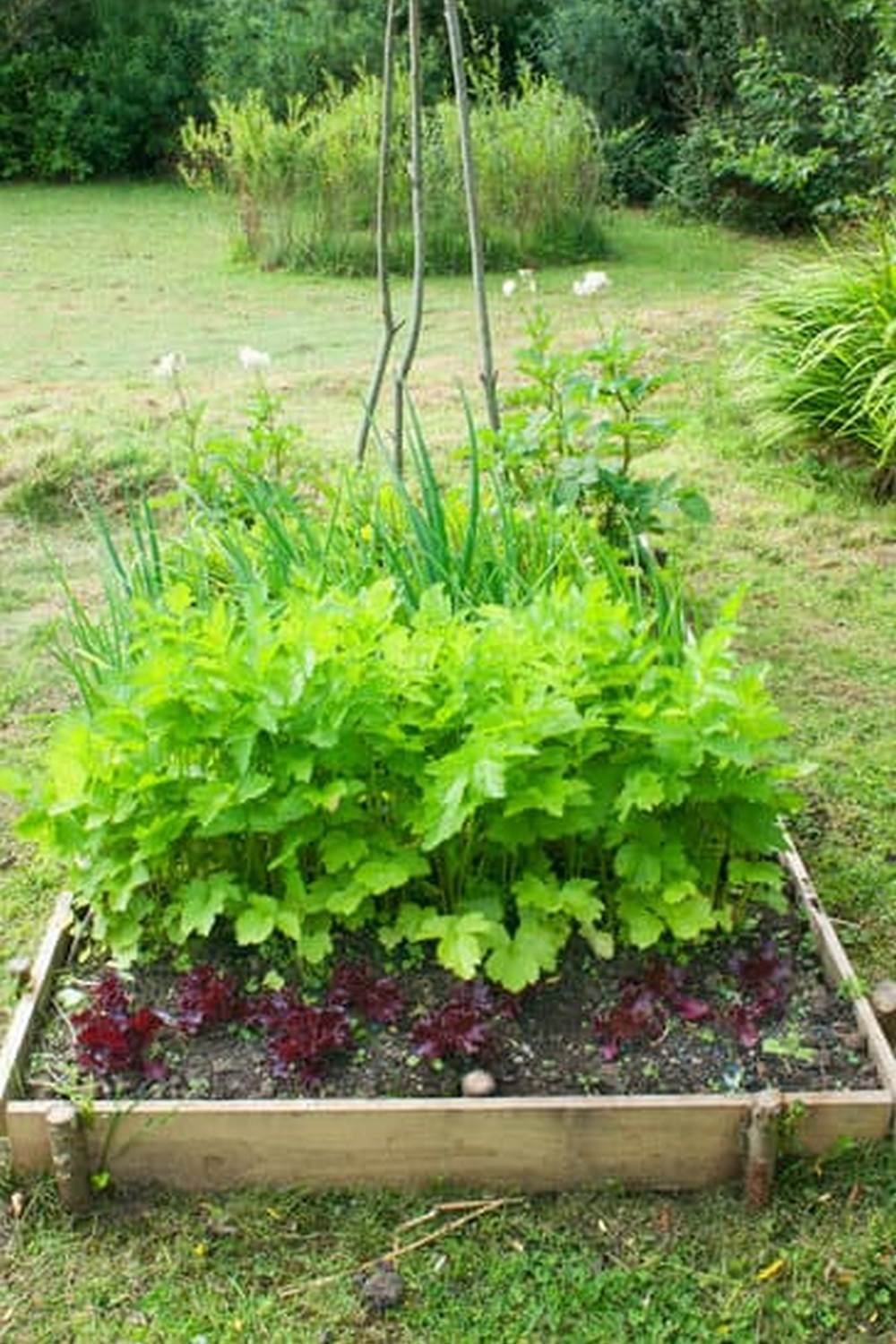 How to grow fresh produce in limited outdoor space