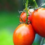soil, watering, and maintenance for thriving produce