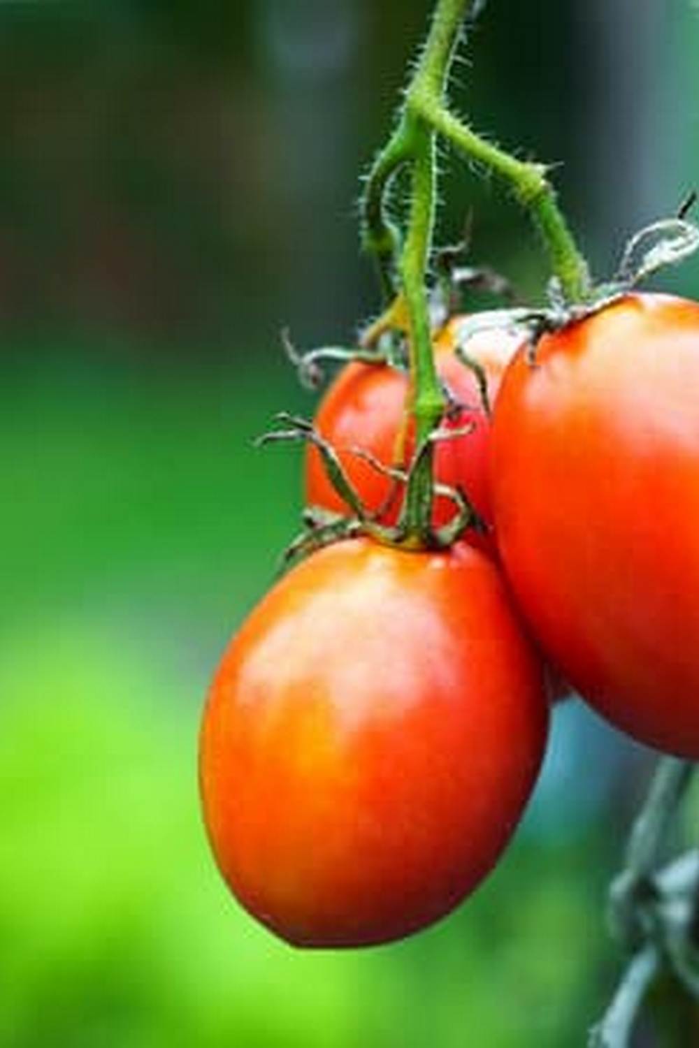 soil, watering, and maintenance for thriving produce