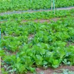 Bountiful and Colorful Above Ground Gardens with Fresh Vegetables